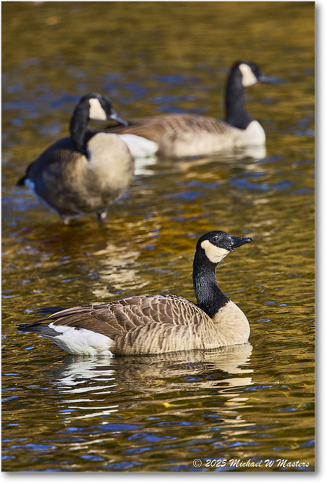 CanadaGoose_Rappahannock_2025Oct_R5D02728