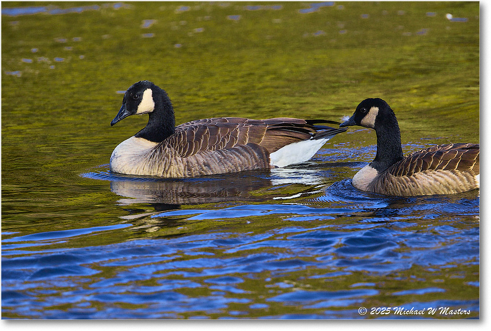 CanadaGoose_Rappahannock_2025Oct_R5D02737