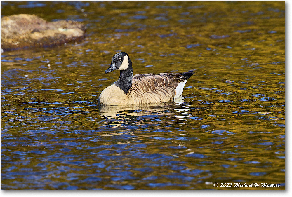 CanadaGoose_Rappahannock_2025Oct_R5D02740