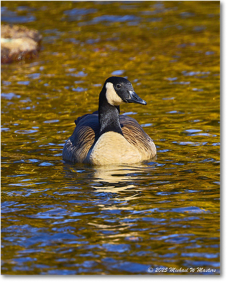CanadaGoose_Rappahannock_2025Oct_R5D02743