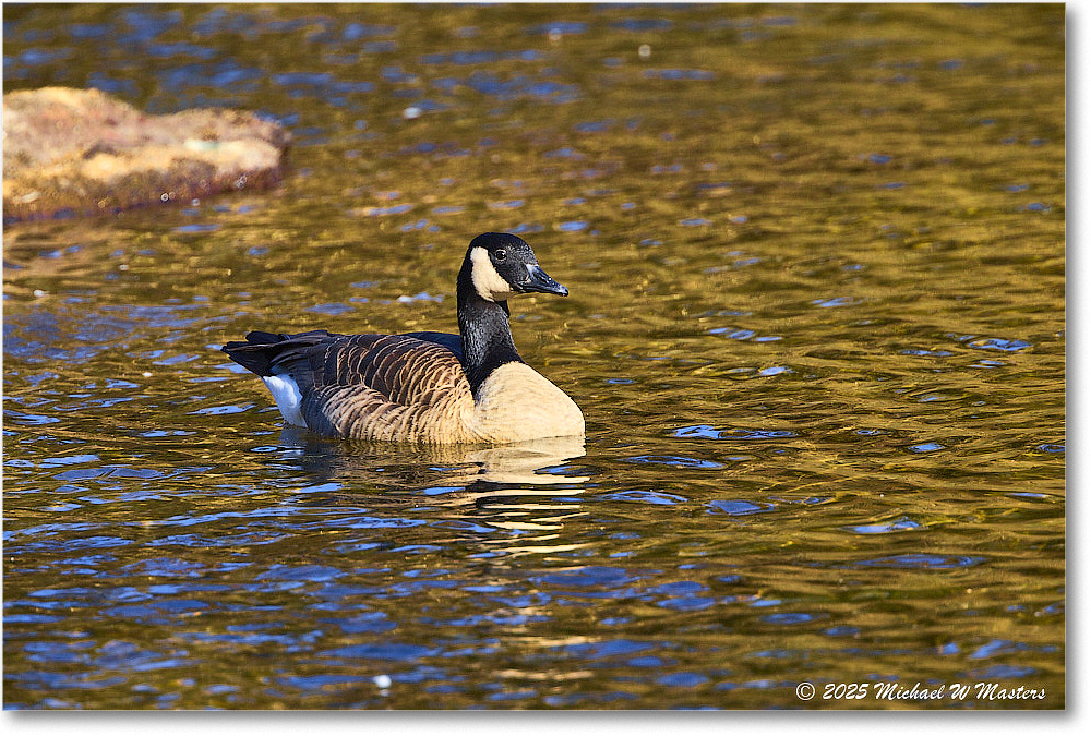 CanadaGoose_Rappahannock_2025Oct_R5D02746