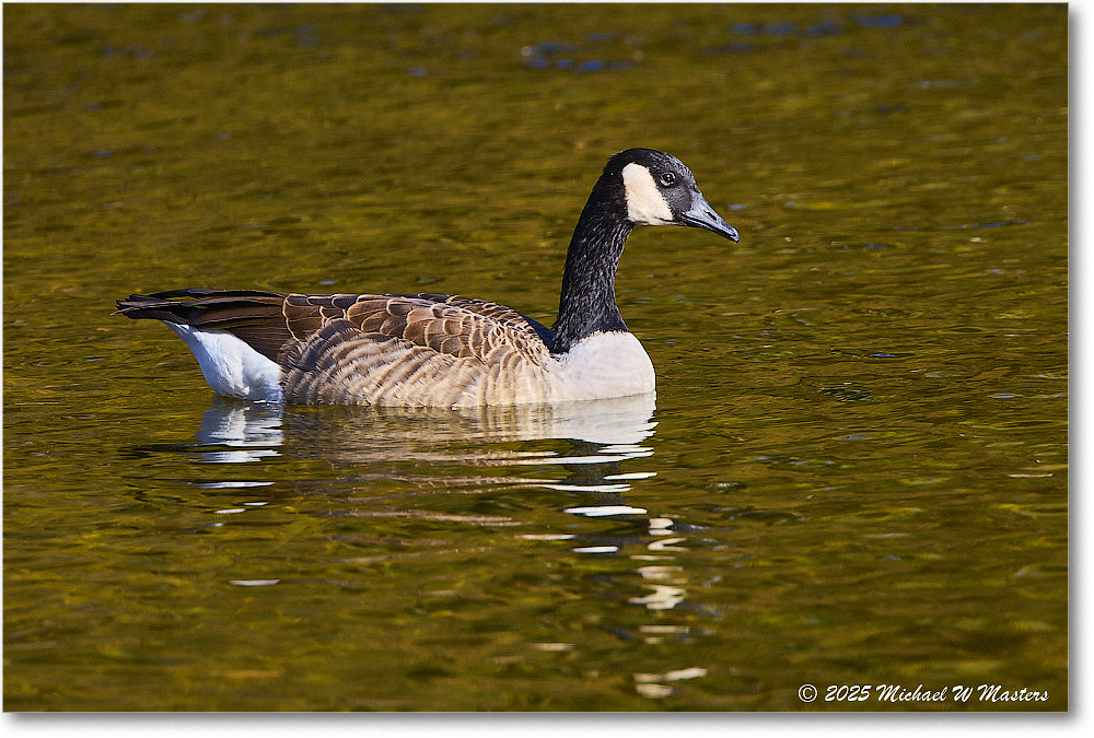 CanadaGoose_Rappahannock_2025Oct_R5D02763