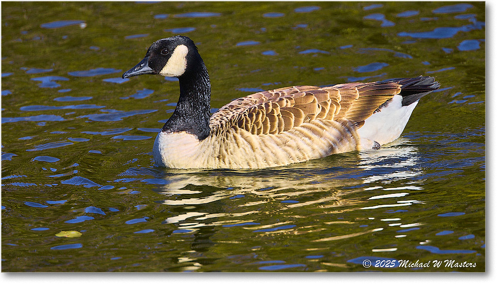 CanadaGoose_Rappahannock_2025Oct_R5D02793
