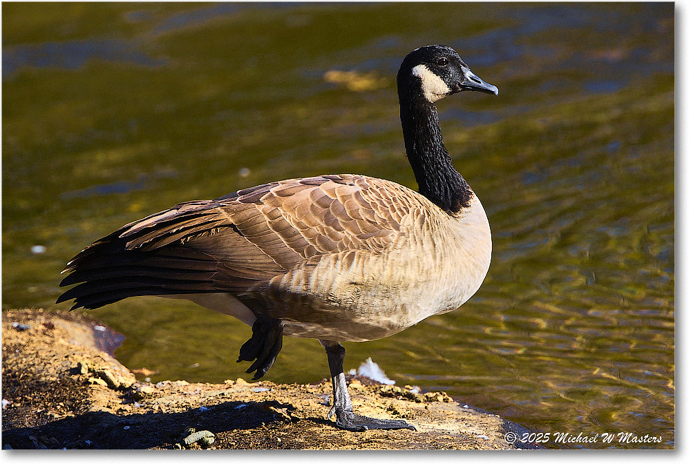 CanadaGoose_Rappahannock_2025Oct_R5D02846