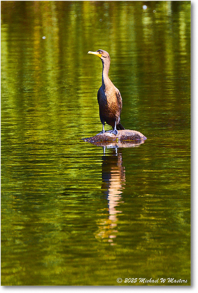 Cormorant_Rappahannock_2025Oct_R5D02455 copy