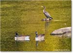 CanadaGoose&Cormorant_Rappahannock_2025Oct_R5D02350