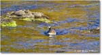 CanadaGoose_Rappahannock_2025Oct_R50_9866