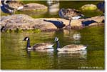 CanadaGoose_Rappahannock_2025Oct_R5D02357
