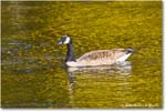 CanadaGoose_Rappahannock_2025Oct_R5D02363 copy