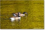 CanadaGoose_Rappahannock_2025Oct_R5D02371 copy