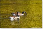 CanadaGoose_Rappahannock_2025Oct_R5D02371