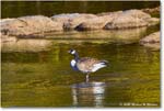 CanadaGoose_Rappahannock_2025Oct_R5D02374 copy