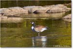 CanadaGoose_Rappahannock_2025Oct_R5D02374
