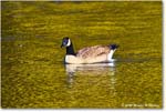 CanadaGoose_Rappahannock_2025Oct_R5D02385