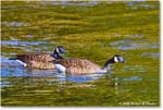 CanadaGoose_Rappahannock_2025Oct_R5D02390 copy