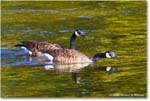 CanadaGoose_Rappahannock_2025Oct_R5D02393 copy