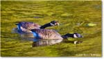 CanadaGoose_Rappahannock_2025Oct_R5D02395 copy