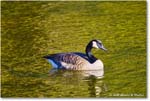 CanadaGoose_Rappahannock_2025Oct_R5D02401 copy