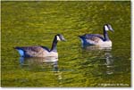 CanadaGoose_Rappahannock_2025Oct_R5D02403 copy