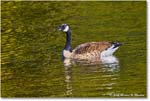 CanadaGoose_Rappahannock_2025Oct_R5D02406 copy