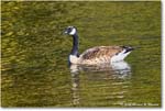 CanadaGoose_Rappahannock_2025Oct_R5D02406