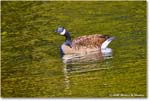 CanadaGoose_Rappahannock_2025Oct_R5D02409 copy