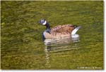 CanadaGoose_Rappahannock_2025Oct_R5D02409