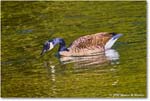 CanadaGoose_Rappahannock_2025Oct_R5D02412 copy