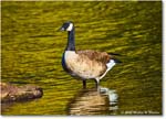 CanadaGoose_Rappahannock_2025Oct_R5D02415 copy