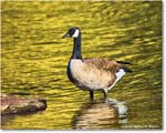 CanadaGoose_Rappahannock_2025Oct_R5D02415