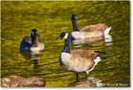 CanadaGoose_Rappahannock_2025Oct_R5D02417 copy