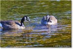 CanadaGoose_Rappahannock_2025Oct_R5D02442