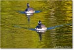 CanadaGoose_Rappahannock_2025Oct_R5D02449 copy