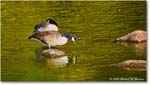 CanadaGoose_Rappahannock_2025Oct_R5D02459 copy