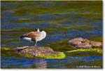 CanadaGoose_Rappahannock_2025Oct_R5D02466 copy