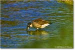 CanadaGoose_Rappahannock_2025Oct_R5D02473 copy