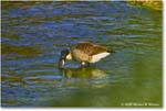 CanadaGoose_Rappahannock_2025Oct_R5D02473