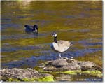 CanadaGoose_Rappahannock_2025Oct_R5D02482