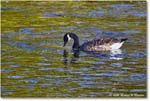 CanadaGoose_Rappahannock_2025Oct_R5D02504