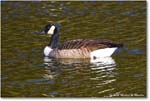 CanadaGoose_Rappahannock_2025Oct_R5D02608