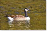 CanadaGoose_Rappahannock_2025Oct_R5D02669