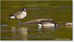 CanadaGoose_Rappahannock_2025Oct_R5D02697