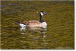 CanadaGoose_Rappahannock_2025Oct_R5D02713