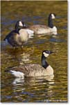 CanadaGoose_Rappahannock_2025Oct_R5D02728