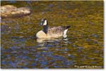 CanadaGoose_Rappahannock_2025Oct_R5D02740