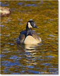 CanadaGoose_Rappahannock_2025Oct_R5D02743