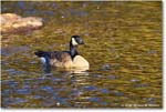 CanadaGoose_Rappahannock_2025Oct_R5D02746