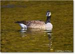 CanadaGoose_Rappahannock_2025Oct_R5D02758