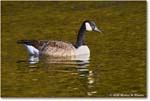 CanadaGoose_Rappahannock_2025Oct_R5D02763