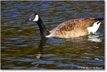 CanadaGoose_Rappahannock_2025Oct_R5D02785